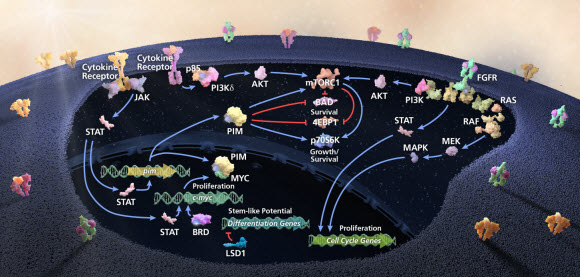 Image of Targeted therapy Discovery visual which shows Incyte’s targeted therapy discovery strategy emphasizes the prosecution of therapeutic intervention points that lie in inter-dependent oncogenic pathways.